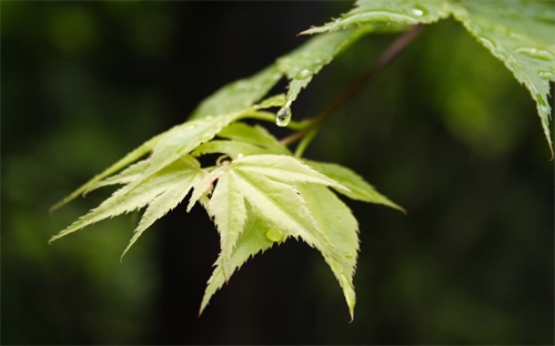智齿牙根疼怎么办，智齿牙很痛怎么办